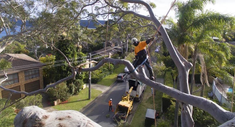 Precision Tree Services tree services work in Avalon Beach