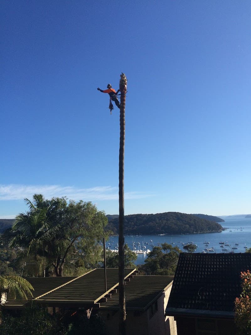 Precision Tree Services tree services work in Avalon Beach