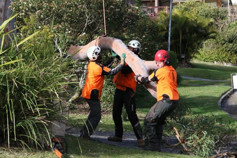 Precision Tree Services tree services work in Avalon Beach