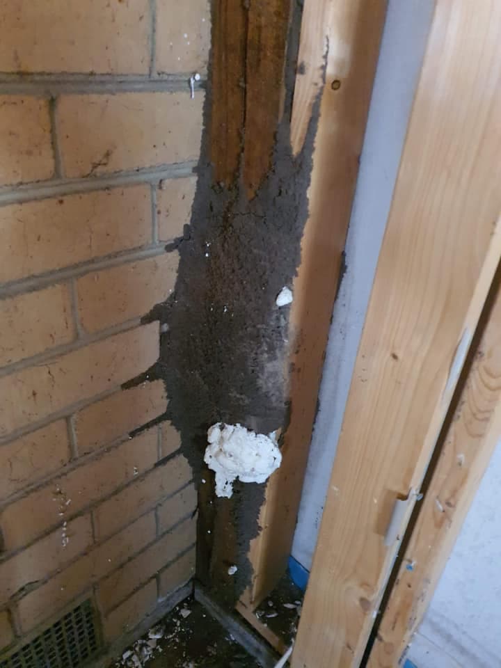 Premium Pest and Termites Hervey Bay pest control work in Urraween