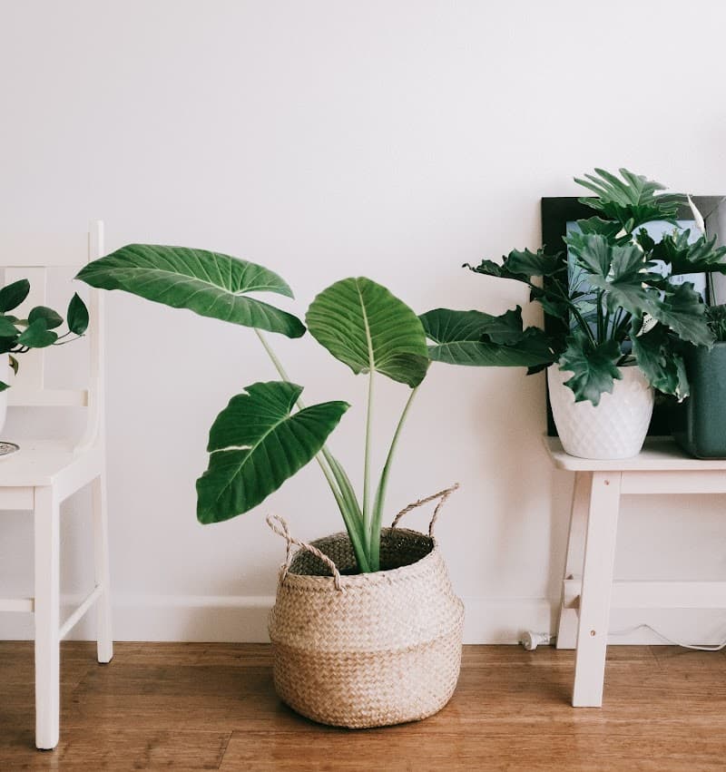 Pristine Homes and Gardens cleaning work in Frankston