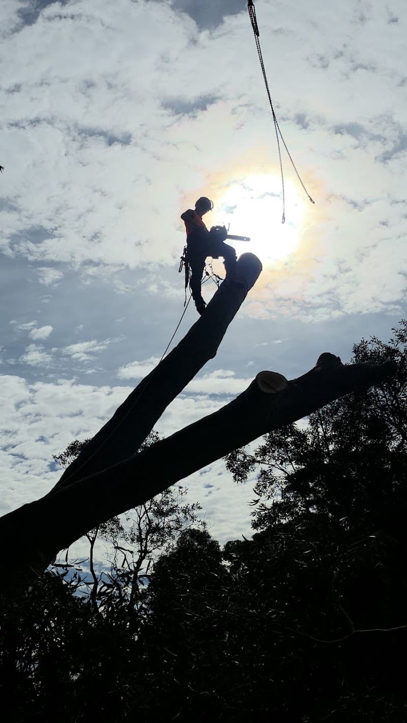 Pro Climbing Tree Services | Arborist in Northern Beaches tree services work in Mona Vale