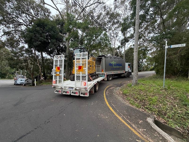 Pro Climbing Tree Services | Arborist in Northern Beaches tree services work in Mona Vale