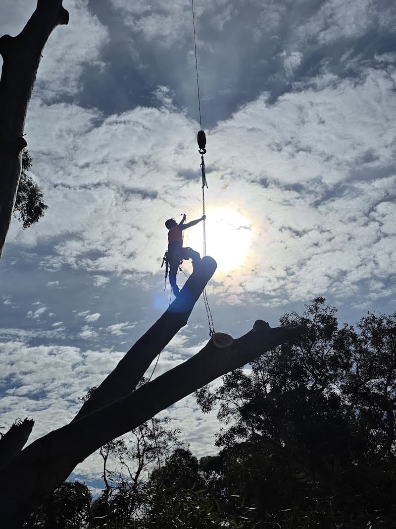 Pro Climbing Tree Services | Arborist in Northern Beaches tree services work in Mona Vale