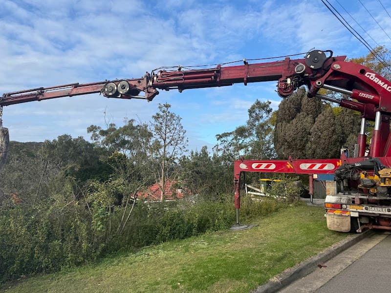 Pro Climbing Tree Services | Arborist in Northern Beaches tree services work in Mona Vale