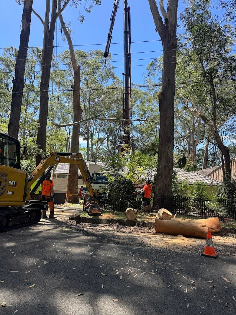 Pro Climbing Tree Services | Arborist in Northern Beaches tree services work in Mona Vale