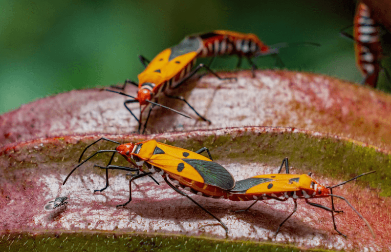 Pro Pest Control Melbourne pest control work in Richmond