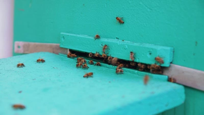 Pro Pest Control Melbourne pest control work in Richmond