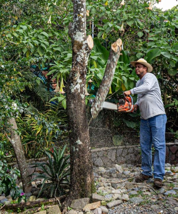 Pro Tree Services Ipswich tree services work in Ipswich