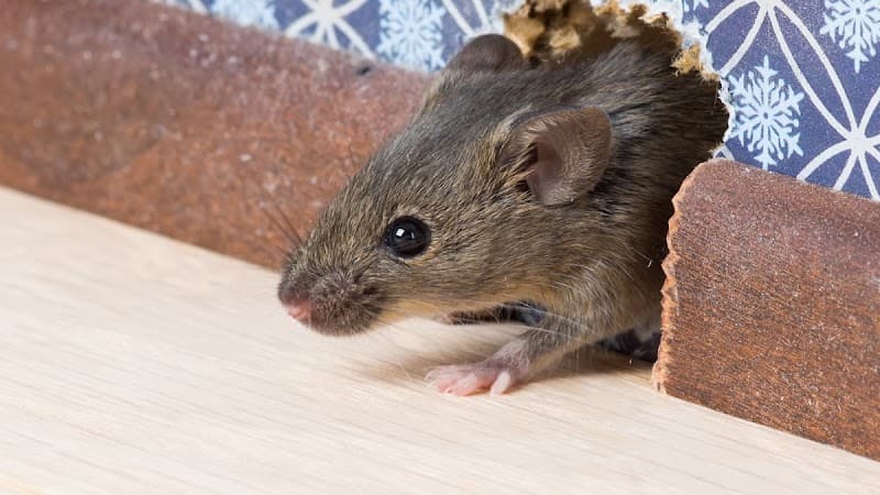 Probest Pest Control pest control work in Hawthorn