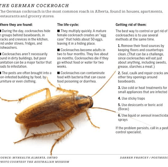 Professional Pest Control Central Coast pest control work in Forresters Beach