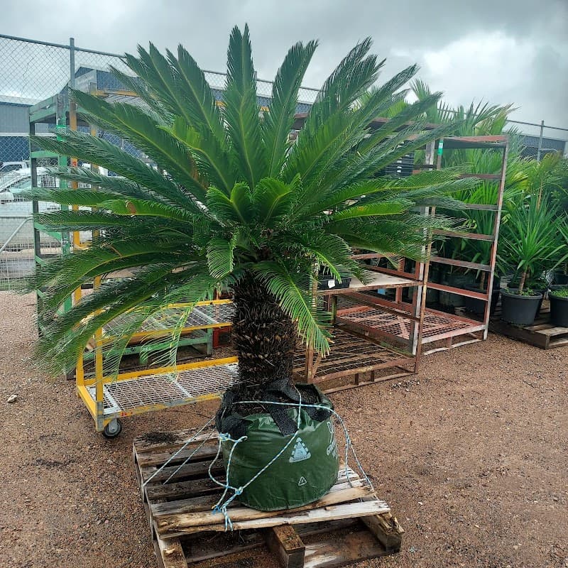 Project Plants Trade Centre landscaping work in Shaw