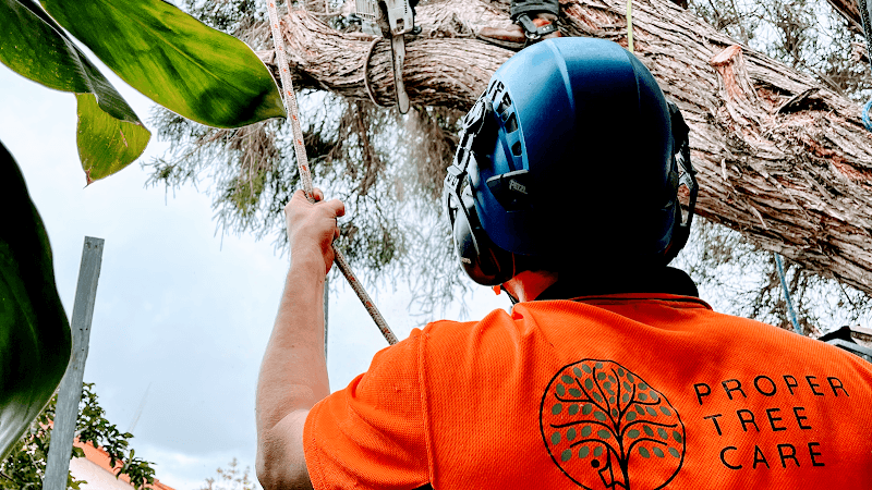 Proper Tree Care tree services work in Coburg