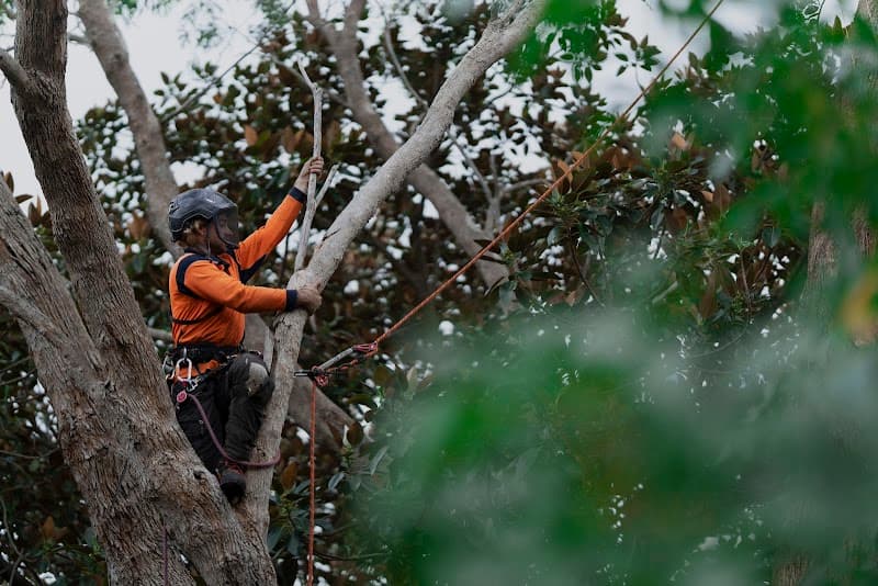 Proper Tree Care tree services work in Coburg