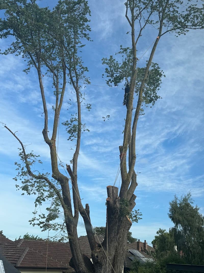 Proper Tree Care tree services work in Coburg