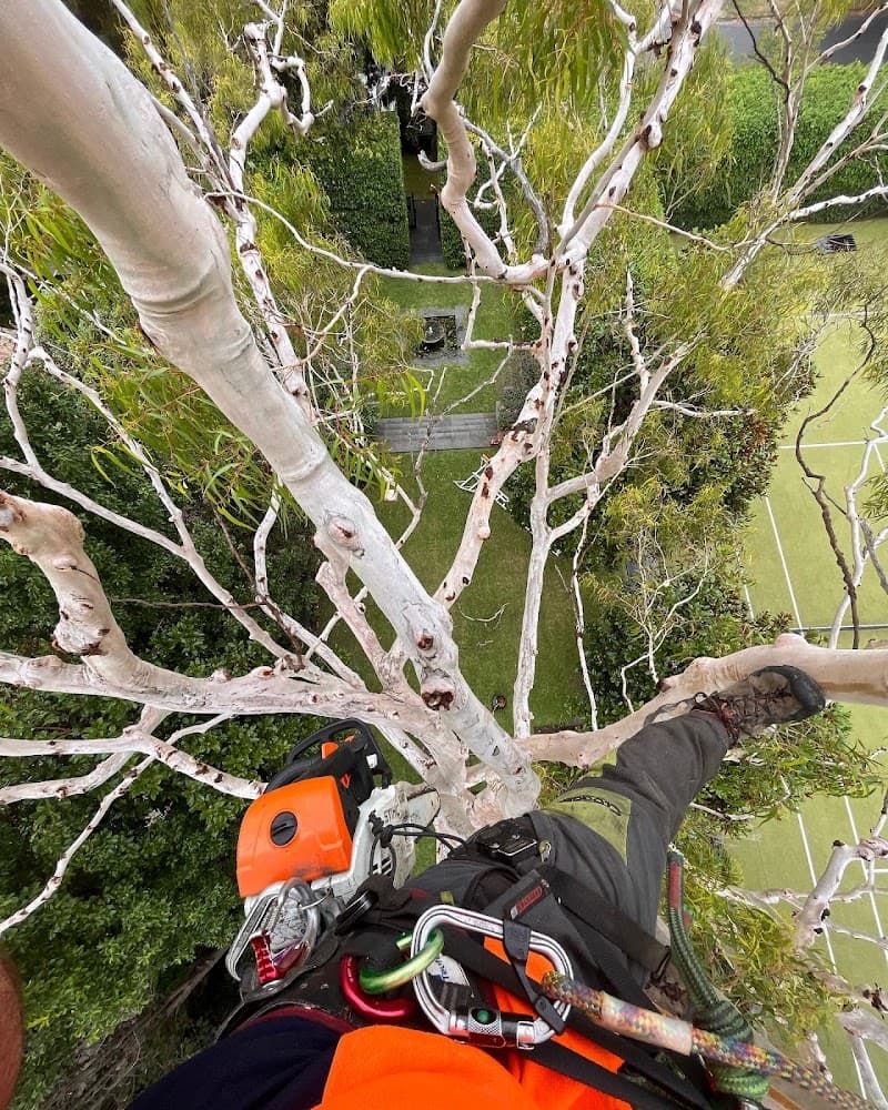 Proper Tree Care tree services work in Coburg