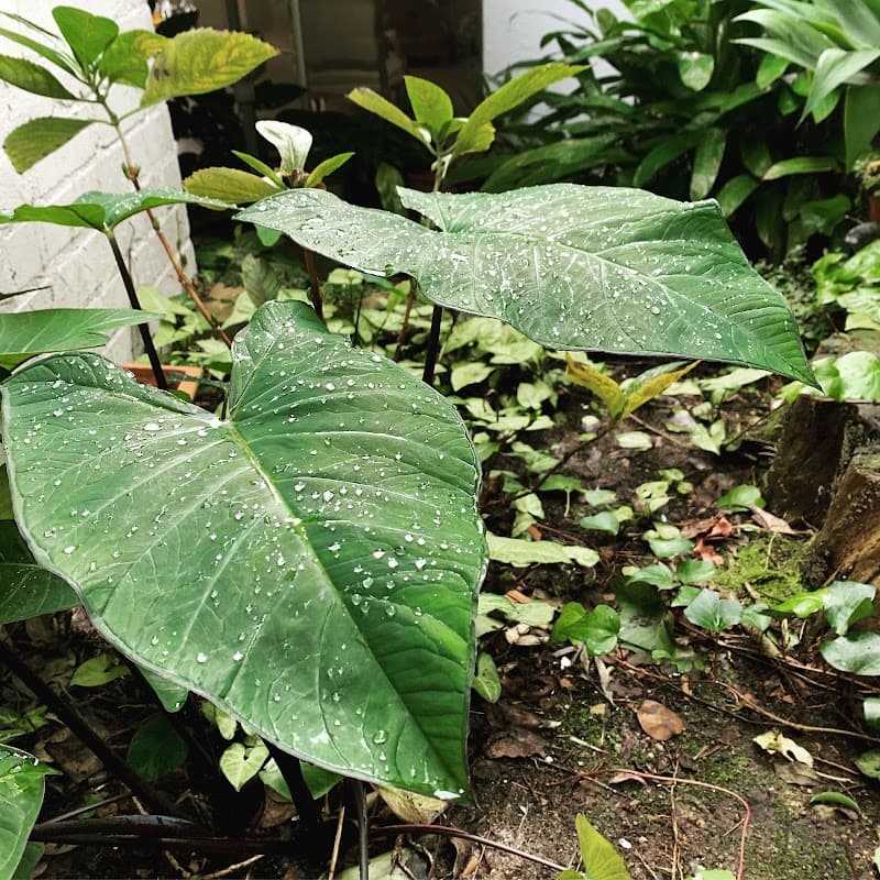 Property Garden Specialists gardening work in Queenscliff
