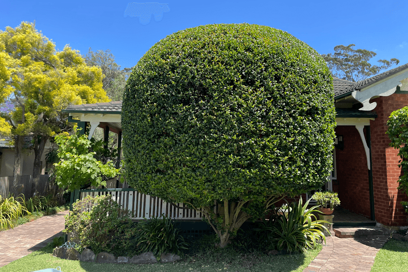 Property Garden Specialists gardening work in Queenscliff
