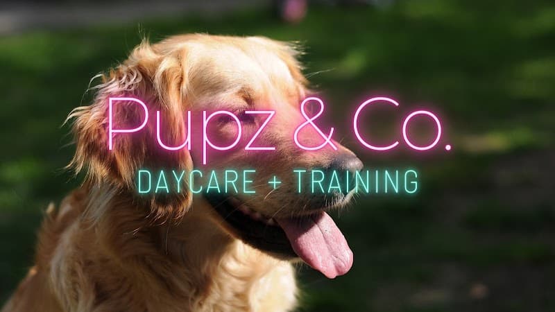 Pupz & Co. Daycare & Training dog training work in Bowen Hills