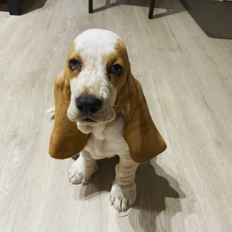 Pupz & Co. Daycare & Training dog training work in Bowen Hills