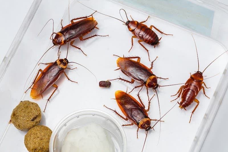 Pure Pest Control pest control work in Little Mountain
