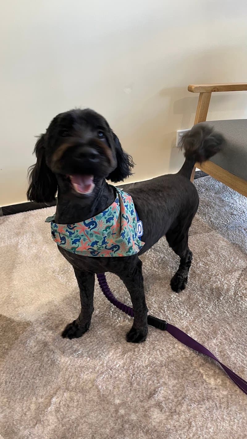 Purefur Pet Spa dog grooming work in South Brisbane