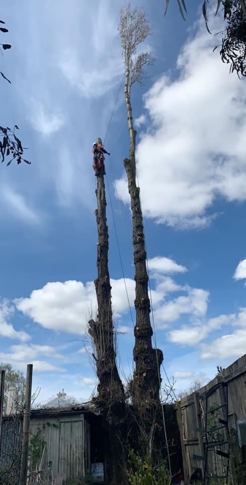 Rapid Tree Solutions tree services work in Delacombe