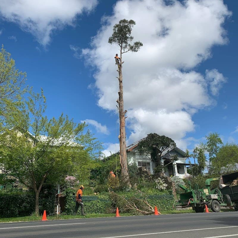 Rapid Tree Solutions tree services work in Delacombe