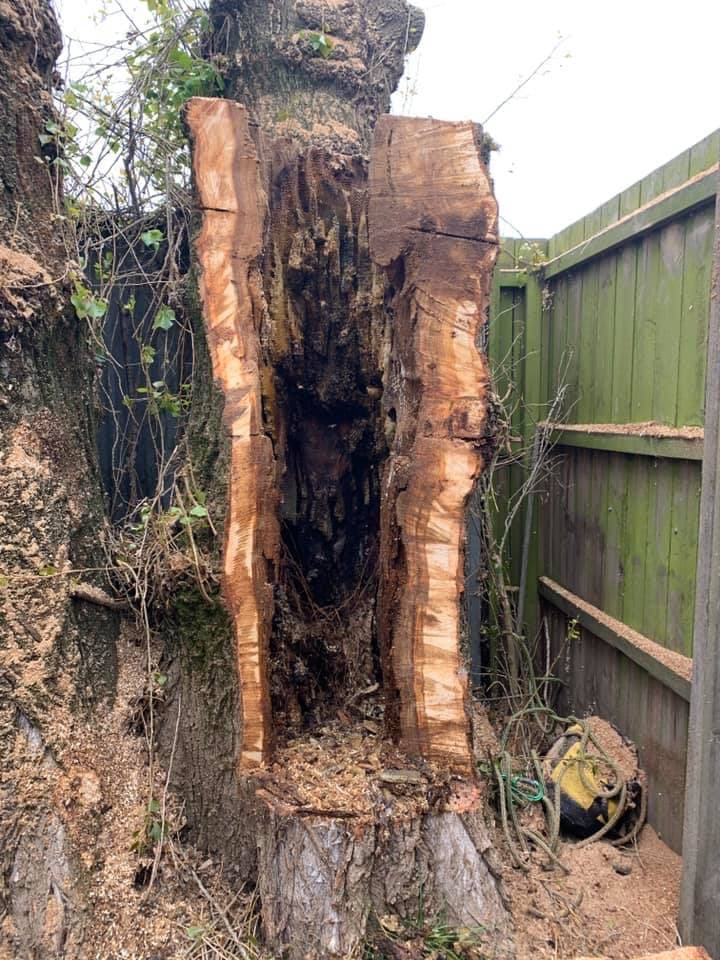 Rapid Tree Solutions tree services work in Delacombe