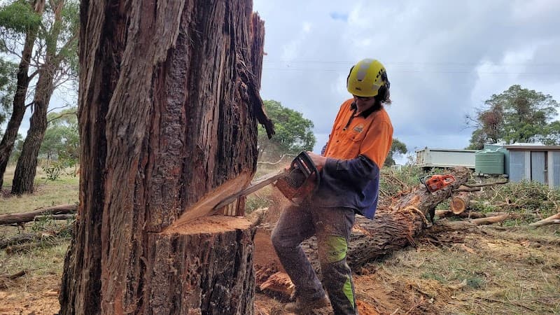 Rapid Tree Solutions tree services work in Delacombe