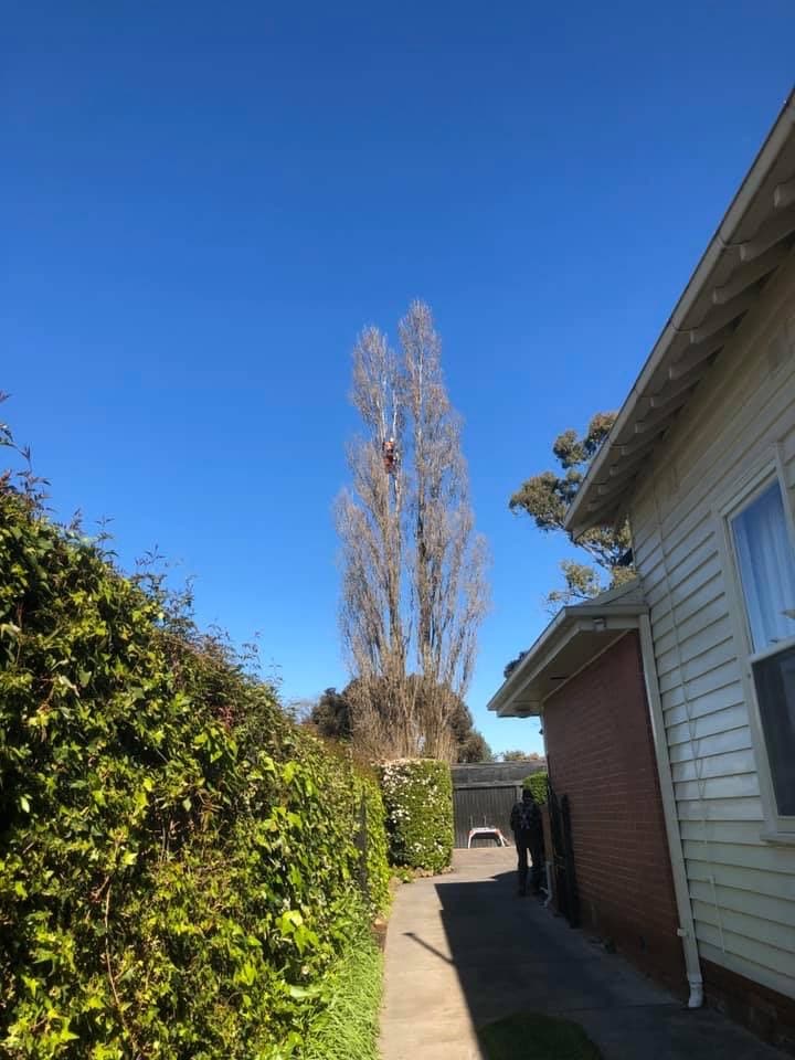 Rapid Tree Solutions tree services work in Delacombe