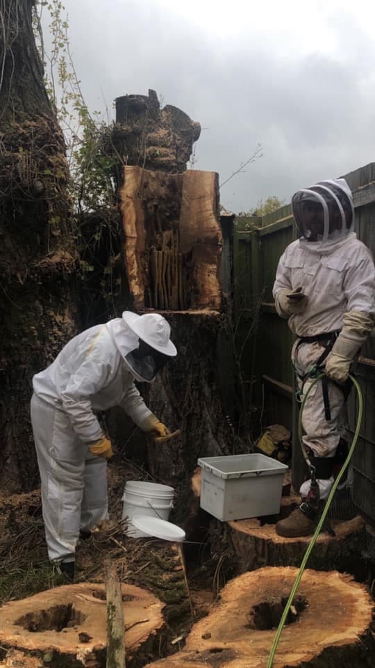 Rapid Tree Solutions tree services work in Delacombe