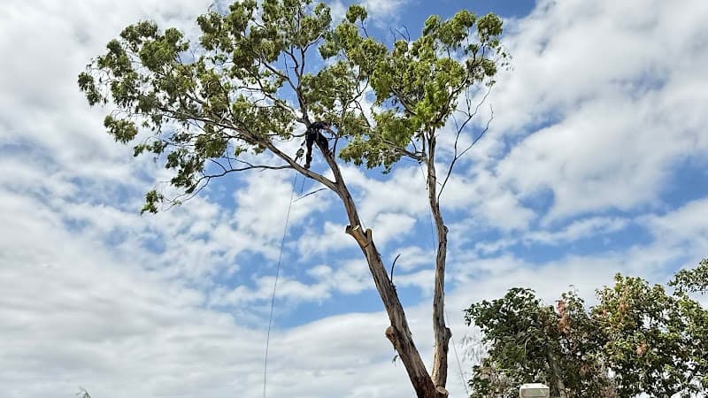 Real Tree Solutions tree services work in Kingsley