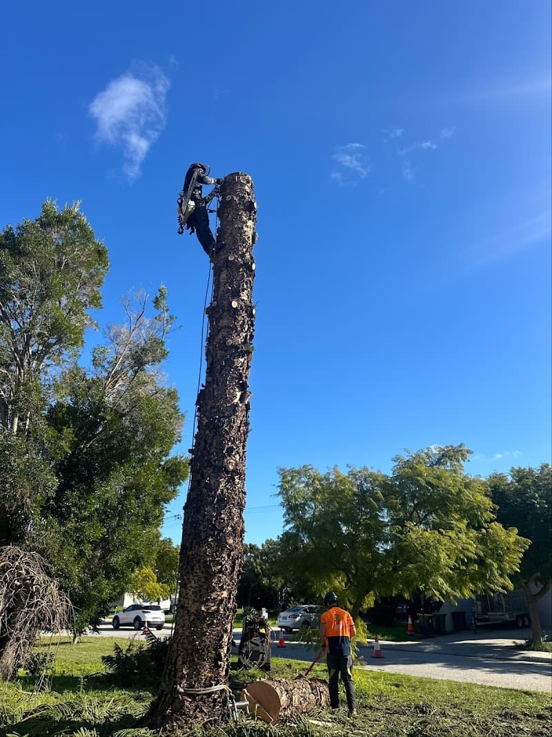 Real Tree Solutions tree services work in Kingsley