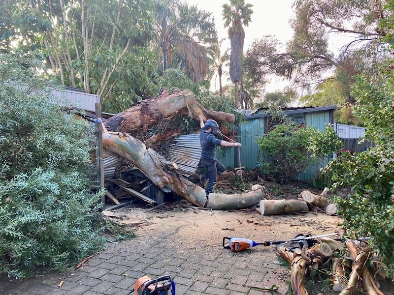 Real Tree Solutions tree services work in Kingsley