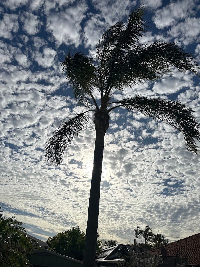 Real Tree Solutions tree services work in Kingsley