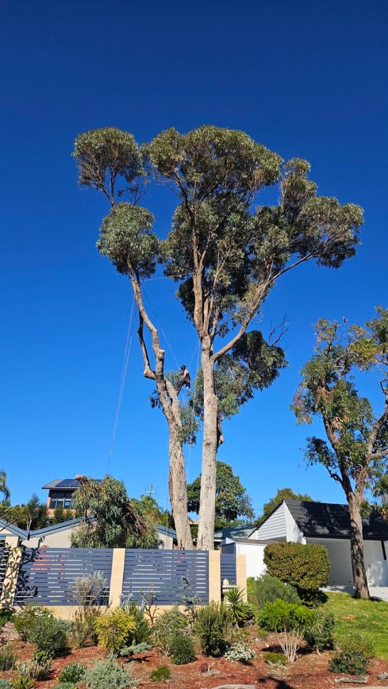 Real Tree Solutions tree services work in Kingsley
