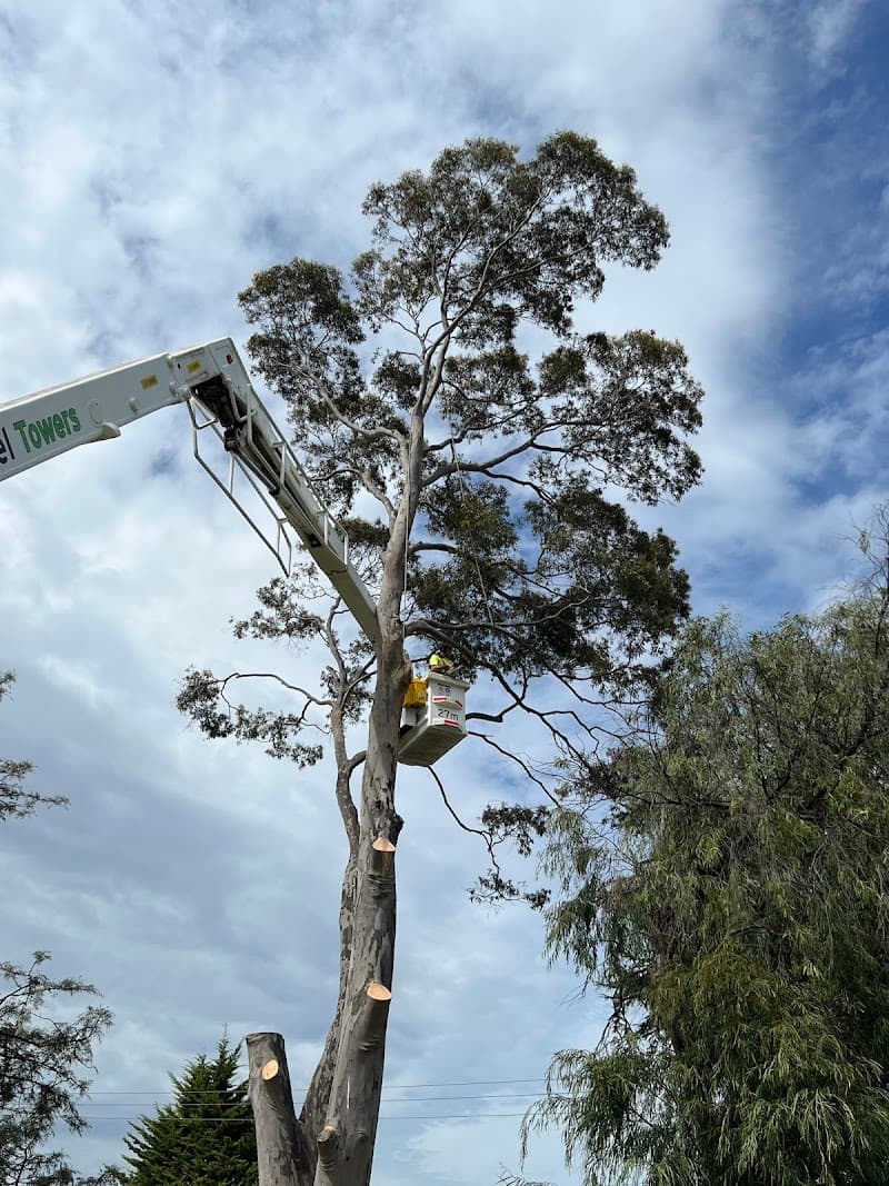 Redback Tree Services tree services work in Dingley Village