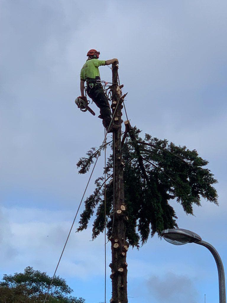 Redback Tree Services tree services work in Dingley Village