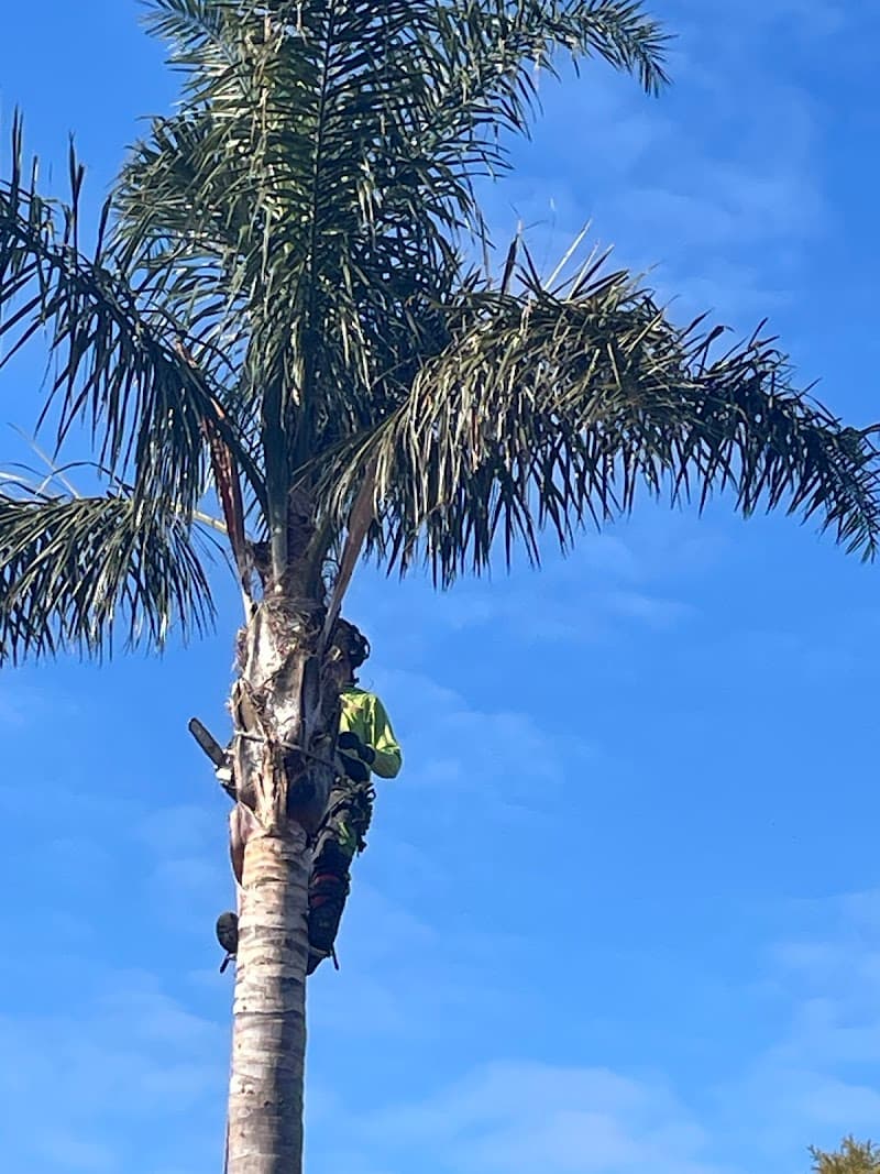 Redback Tree Services tree services work in Dingley Village