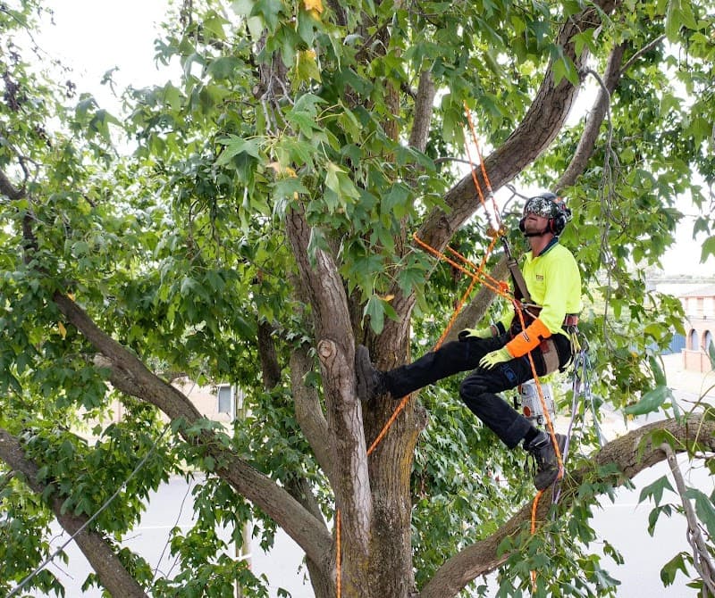 Redback Tree Services tree services work in Dingley Village