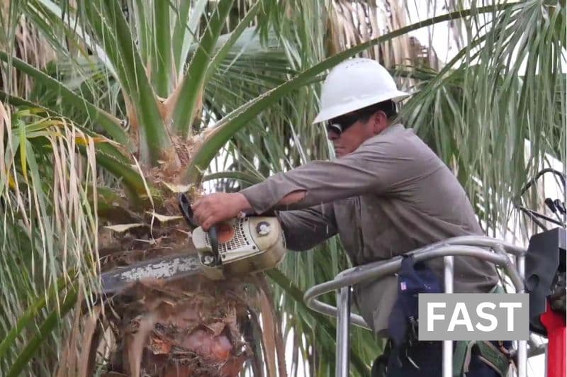 Redlands Coast Tree Lopping tree services work in Cleveland