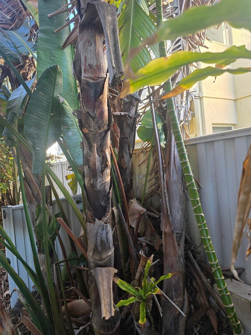 Redlands Coast Tree Lopping tree services work in Cleveland