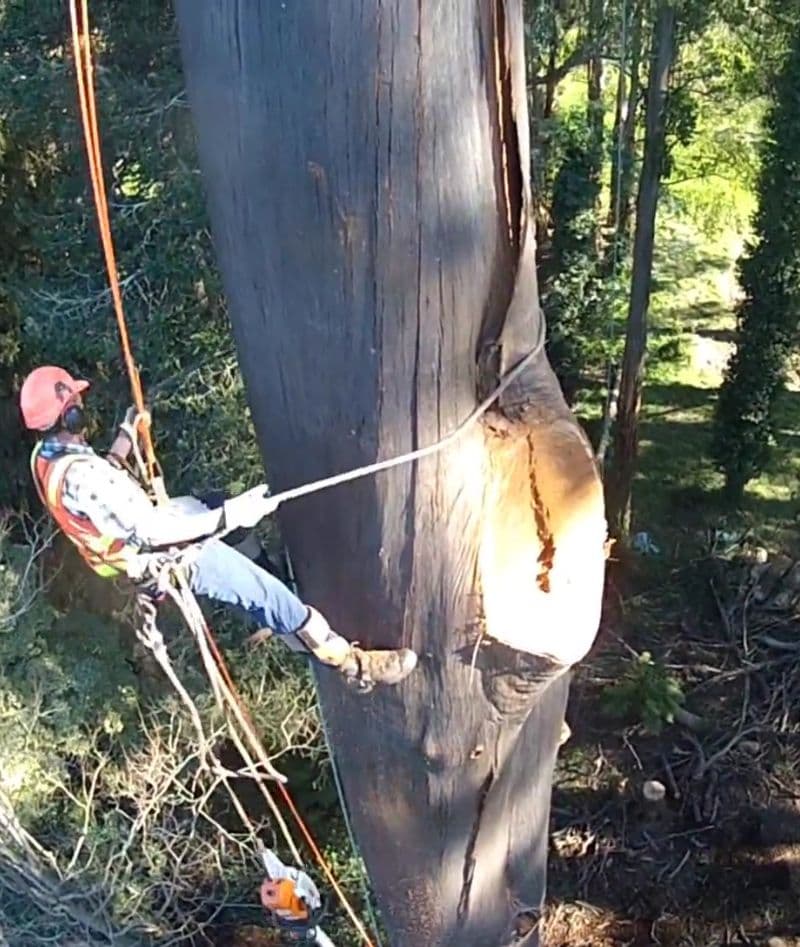 Redlands Coast Tree Lopping tree services work in Cleveland