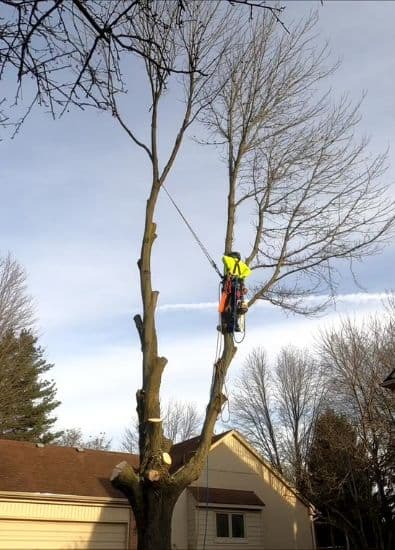 Redlands Coast Tree Lopping tree services work in Cleveland