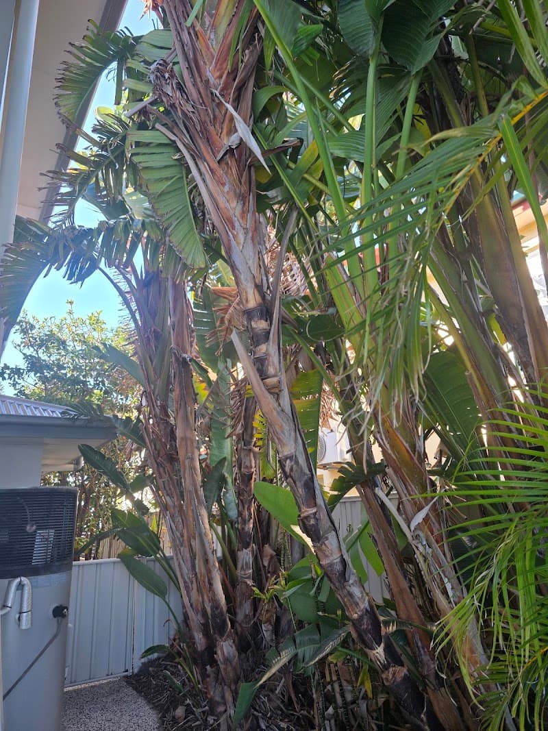 Redlands Coast Tree Lopping tree services work in Cleveland