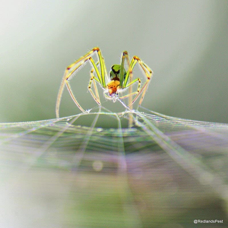 Redlands Pest Control pest control work in Capalaba