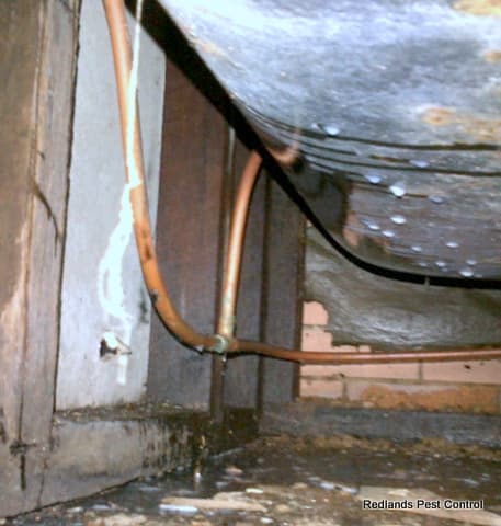 Redlands Pest Control pest control work in Capalaba