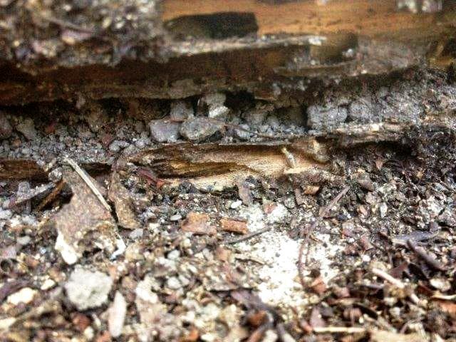 Redlands Pest Control pest control work in Capalaba