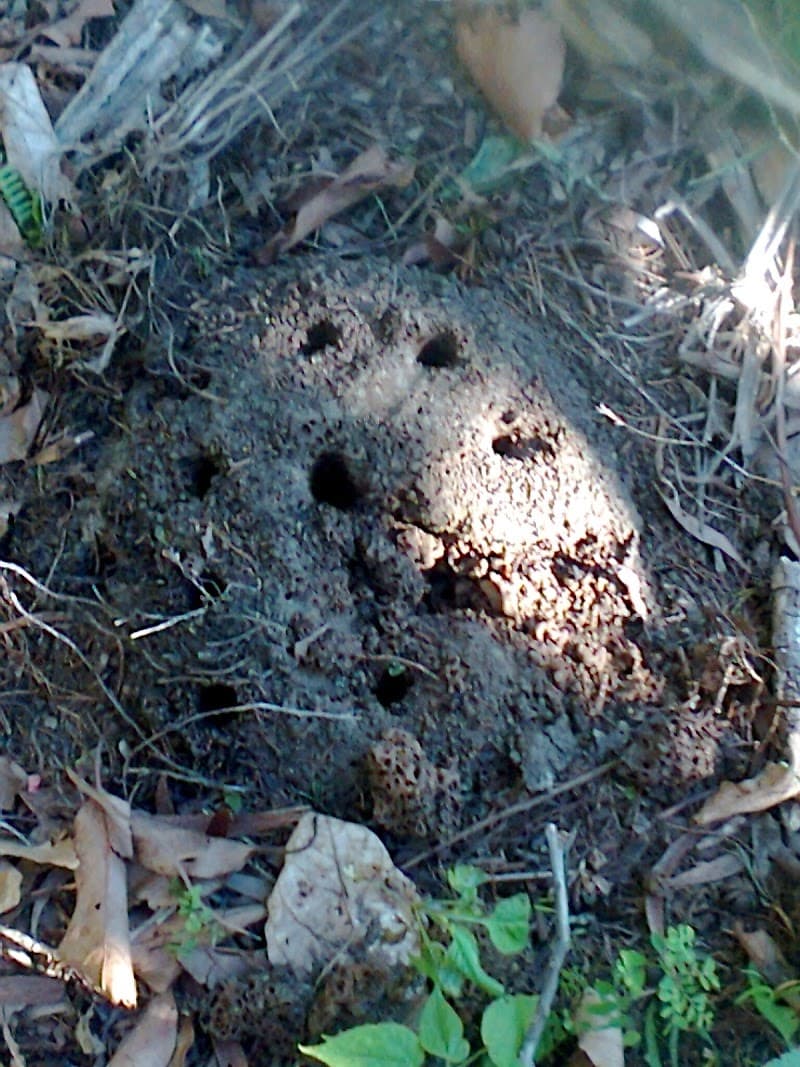 Redlands Pest Control pest control work in Capalaba